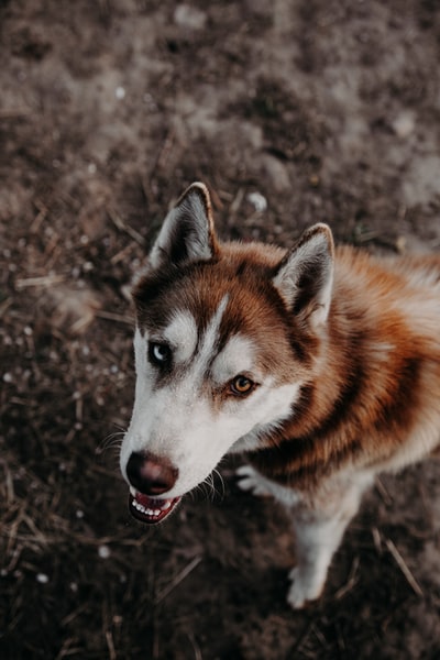 棕色和白色西伯利亚哈士奇犬